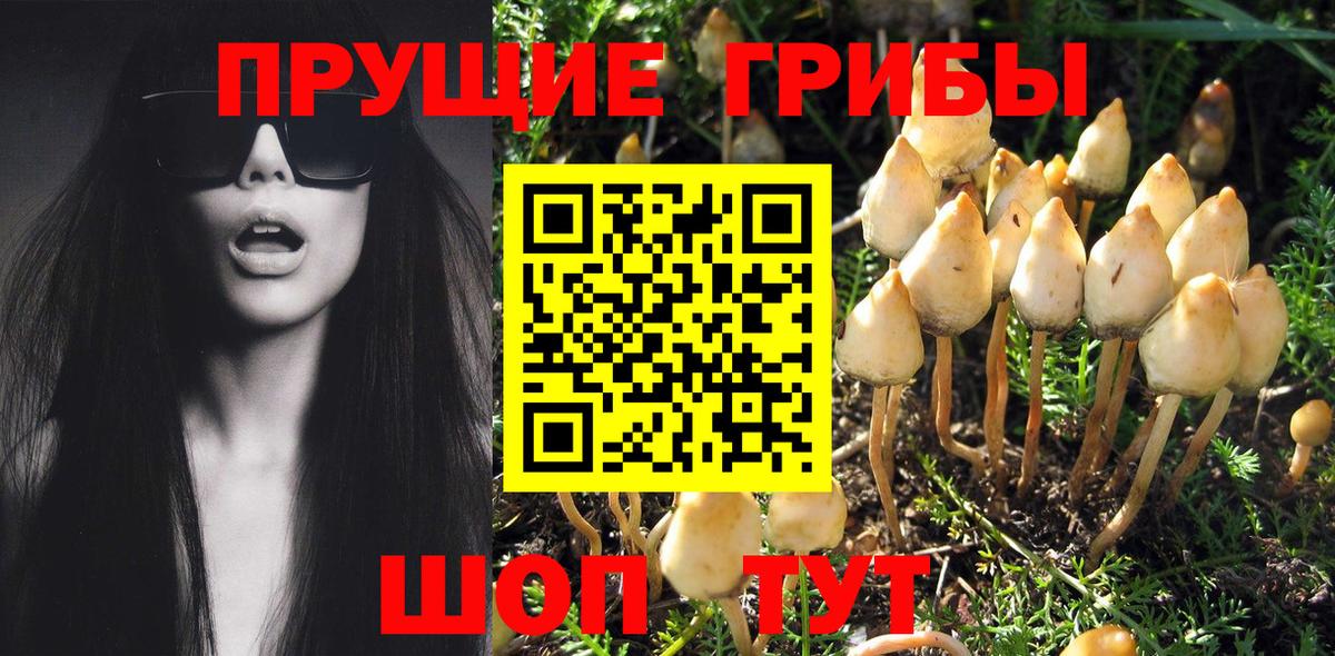 Галлюциногенные грибы GOLDEN TEACHER Владикавказ